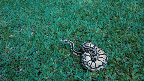 Python ball (Python regius) looking intently ahead, probably spotted prey. Stock Footage 124239340