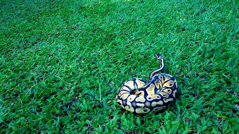 Python ball (Python regius) sunbathing on the lawn. Stock Footage 124353403