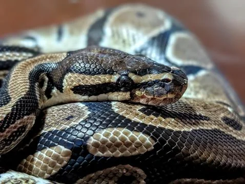 Python Balled Up Stock Photos