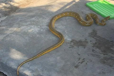 A python with a beautiful skin motif Stock Photos