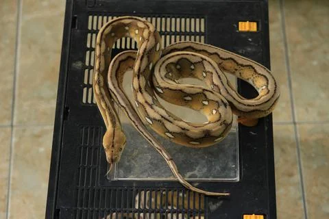 A python with a beautiful skin motif Stock Photos