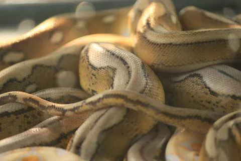 A python with a beautiful skin motif, this snake is not venomous 스톡 사진