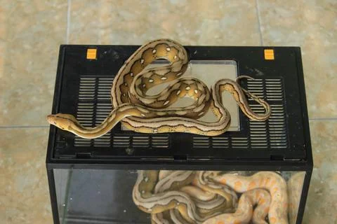 A python with a beautiful skin motif, this snake is not venomous 스톡 사진