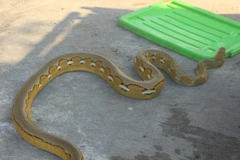 A python with a beautiful skin motif, this snake is not venomous 스톡 사진