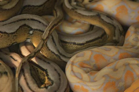 A python with a beautiful skin motif, this snake is not venomous Stock Photos