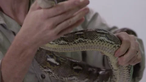 Python being held by zookeeper Stock Footage 69183803