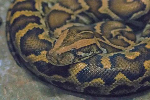 Python bivittatus is a large, poisonous snake, one of the six largest snakes Photos