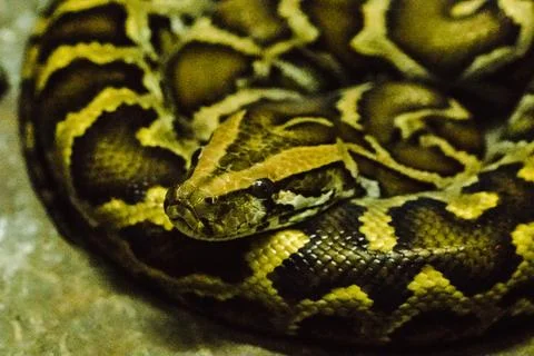 Python bivittatus is a large, poisonous snake, one of the six largest snakes 스톡 사진