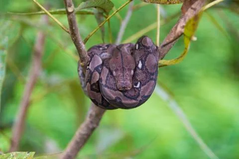 Python bivittatus Stock Photos