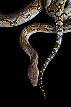 Python on black background 스톡 사진