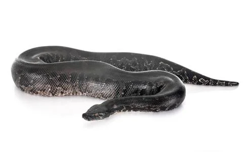 Python black curtus 写真素材