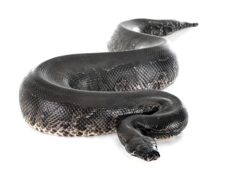 Python black curtus Stock Photos