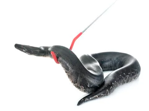 Python black curtus Stock Photos