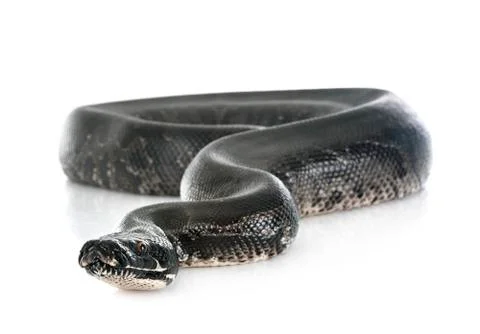 Python black curtus Stock Photos