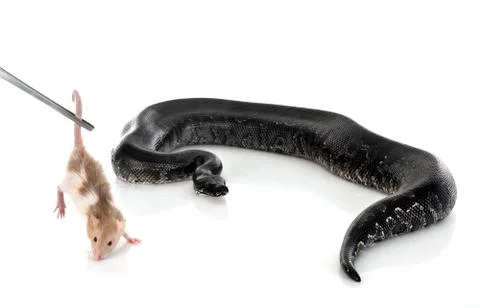 Python black curtus 写真素材