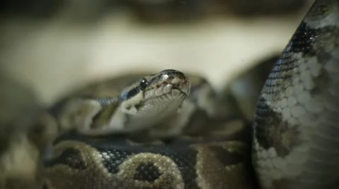 Python - Boa 1 Stockbeeldmateriaal 21999251