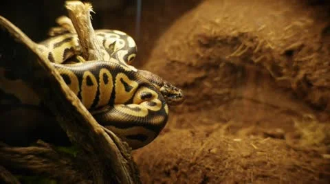 Python - Boa 2 Stock Footage 21999220