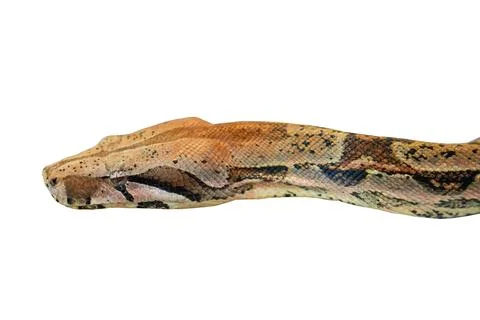 Python boa head isolated on white background 写真素材
