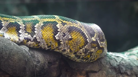 Python on the branches Stock Footage 85526806