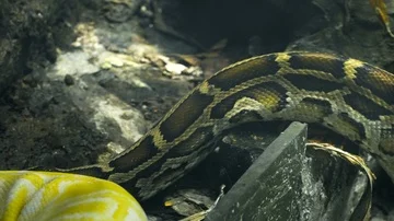 Python on the branches Stock Footage 85528377