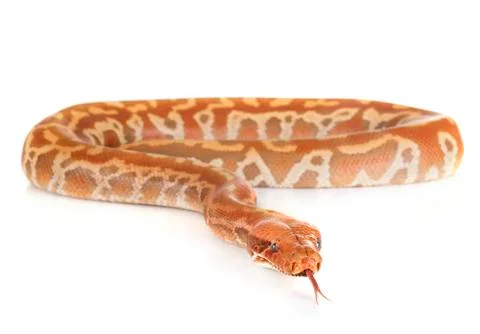 Python brongersmai in studio 写真素材