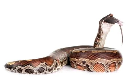 Python brongersmai in studio 스톡 사진