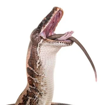 Python brongersmai in studio 写真素材