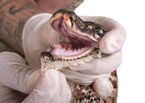 Python brongersmai in studio Photos