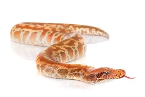 Python brongersmai in studio Stock Photos