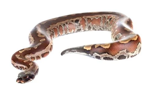 Python brongersmai in studio Foto stock