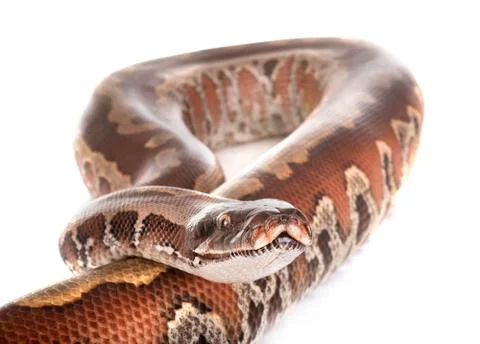 Python brongersmai in studio Photos