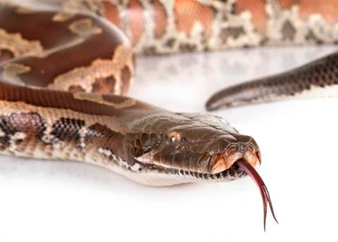 Python brongersmai in studio Stock Photos