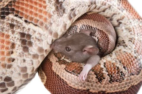 Python brongersmai in studio Photos