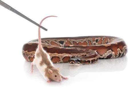 Python brongersmai in studio 写真素材