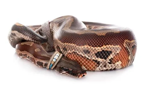 Python brongersmai in studio Stockfoto's