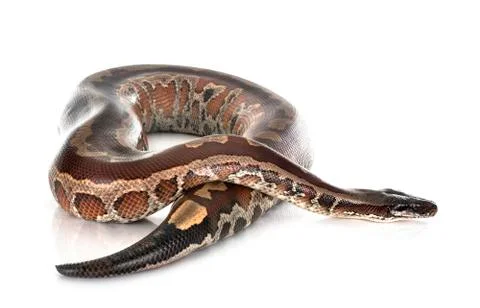 Python brongersmai in studio Stock Photos