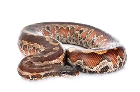 Python brongersmai in studio Stock Photos