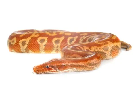 Python brongersmai in studio Stock Photos