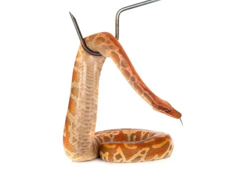 Python brongersmai in studio Stock Photos
