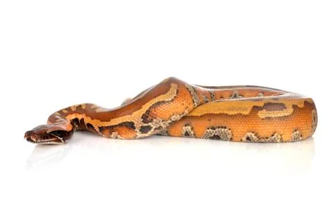 Python brongersmai in studio Photos