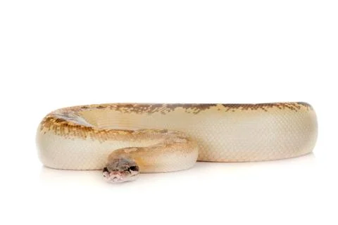 Python brongersmai in studio Stock Photos