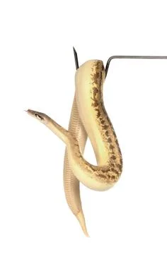 Python brongersmai in studio Foto stock