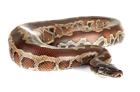 Python brongersmai in studio 写真素材