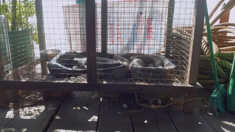 Python in cage on crocodile farm 動画素材 86960830