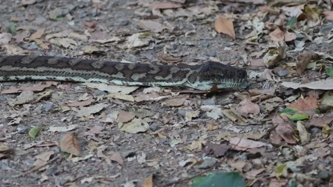 Python Camouflaged Among Forest Leaves Stock Footage 308682289