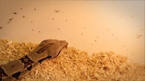 Python in captivity crawling along border of enclosure Video stock 74025375
