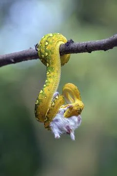 Python catch a prey on a tree Foto stock