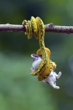 Python catch a prey on a tree 写真素材