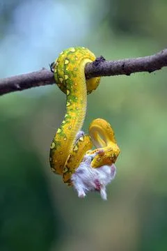 Python catch a prey on a tree Python catch a prey on a tree Copyright: xZo... Stock-Fotos