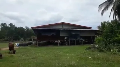 Python caught and forced to regurgitate rooster Vidéo 106313638